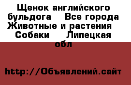 Щенок английского бульдога  - Все города Животные и растения » Собаки   . Липецкая обл.